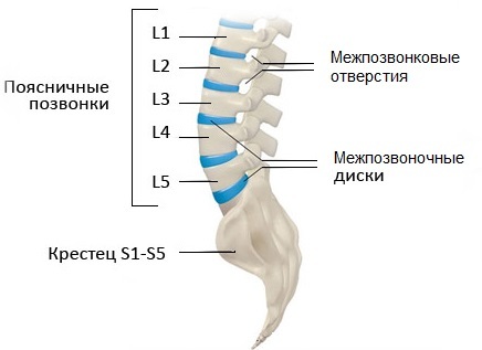 Спондилоартроз пояснично-крестцового отдела позвоночника, что это такое и как лечить?