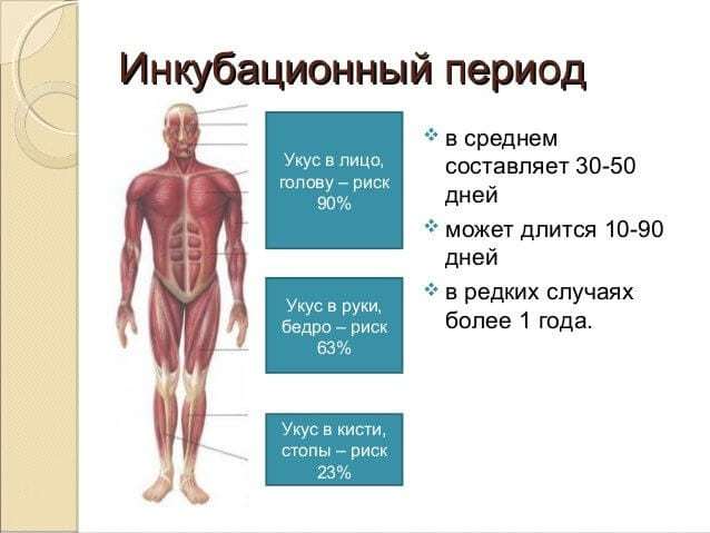 Бешенство: инкубационный период у человека, симптомы и диагностика