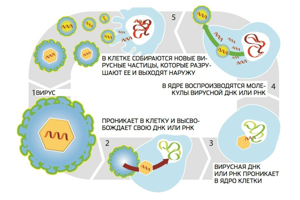 Бешенство: инкубационный период у человека, симптомы и диагностика