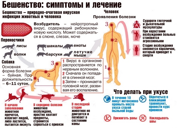 Бешенство: инкубационный период у человека, симптомы и диагностика