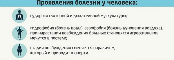 Бешенство: инкубационный период у человека, симптомы и диагностика