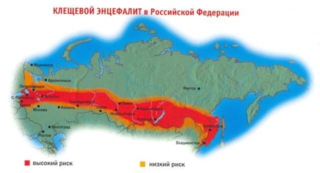 Симптомы и лечение клещевого энцефалита