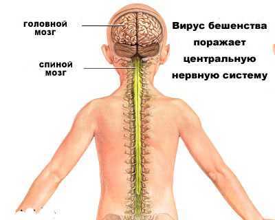 Бешенство: инкубационный период у человека, симптомы и диагностика
