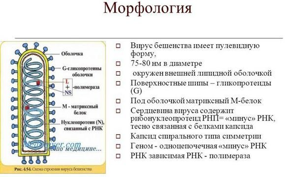 Бешенство: инкубационный период у человека, симптомы и диагностика