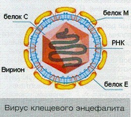 Симптомы и лечение клещевого энцефалита